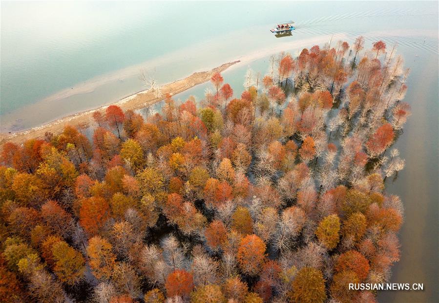 Осень в лесах провинции Аньхой