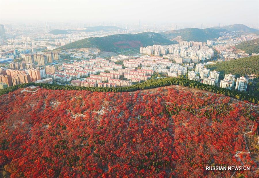 Редкий осенний цветовой контраст на горе в городе Цзинань