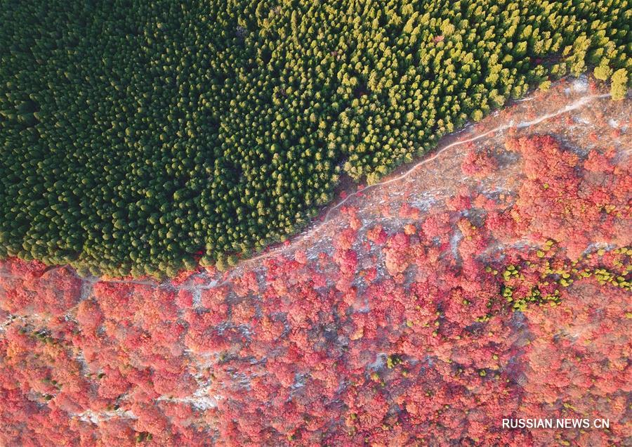 Редкий осенний цветовой контраст на горе в городе Цзинань