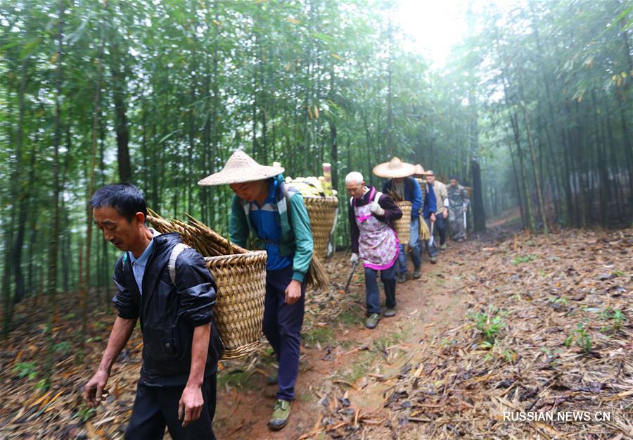 Бамбук обогащает жителей городского округа Чишуй провинции Гуйчжоу