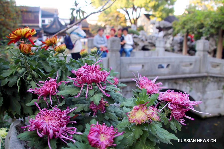 Выставка хризантем в городе Сучжоу
