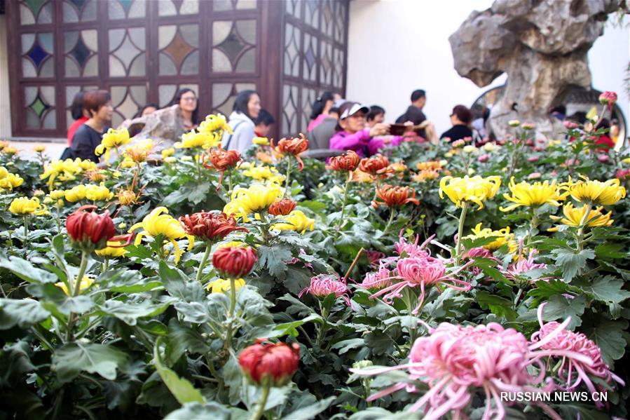 Выставка хризантем в городе Сучжоу