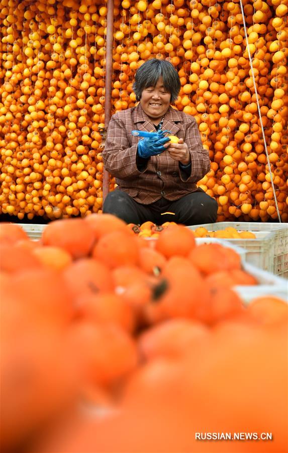 Новый урожай хурмы на востоке Китая