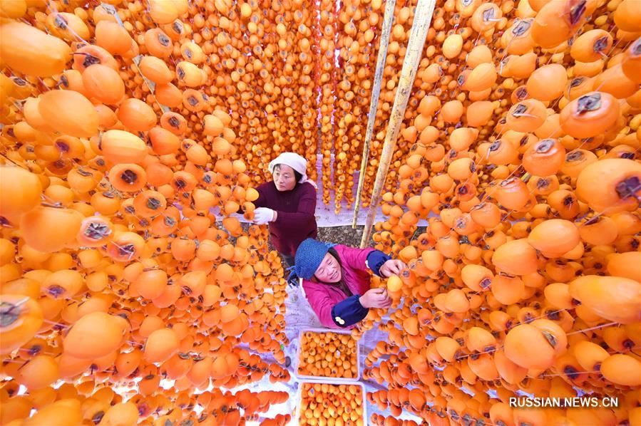 Новый урожай хурмы на востоке Китая