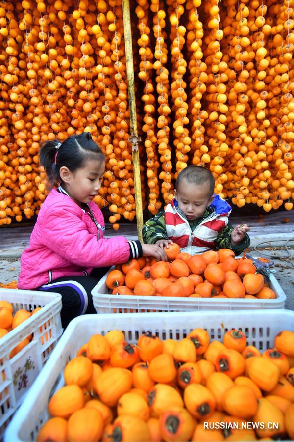 Новый урожай хурмы на востоке Китая