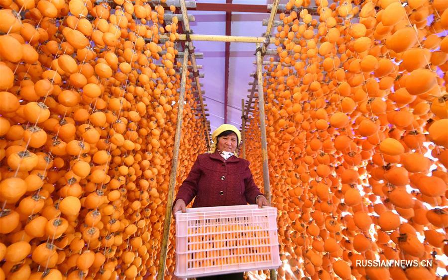 Новый урожай хурмы на востоке Китая