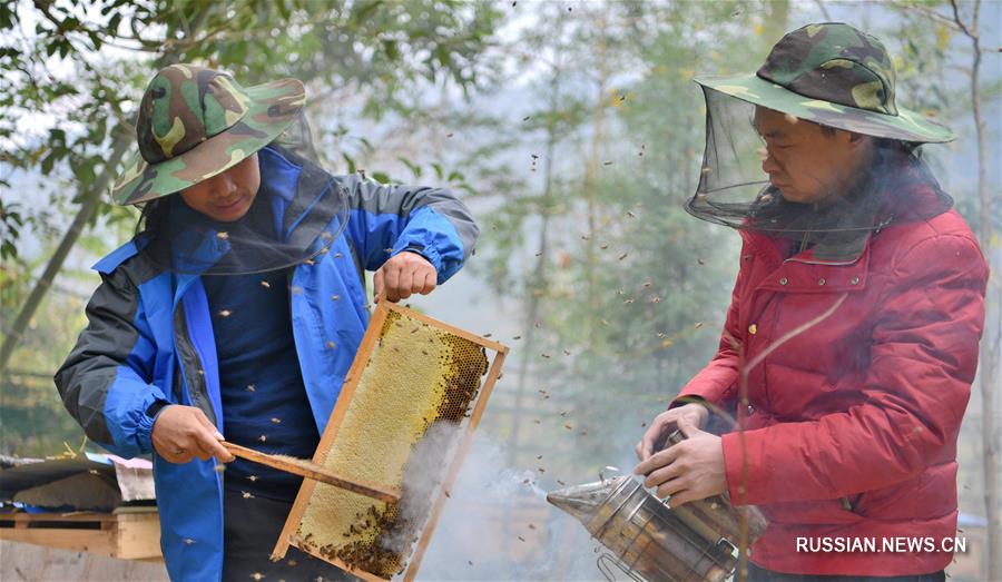 Разведение пчел в уезде Лайфэн провинции Хубэй