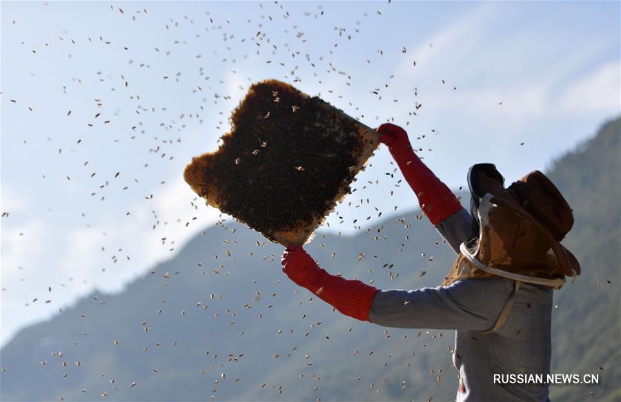 Разведение пчел в уезде Лайфэн провинции Хубэй