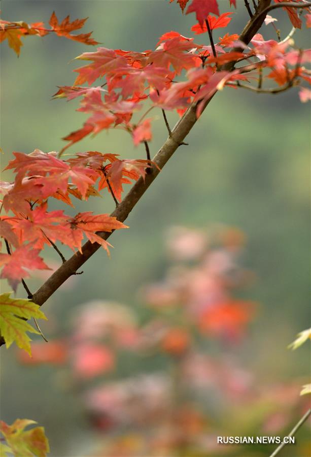 Листья клена краснеют 