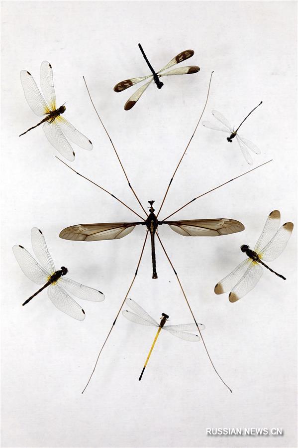 Китайский энтомолог нашел самого большого в мире комара