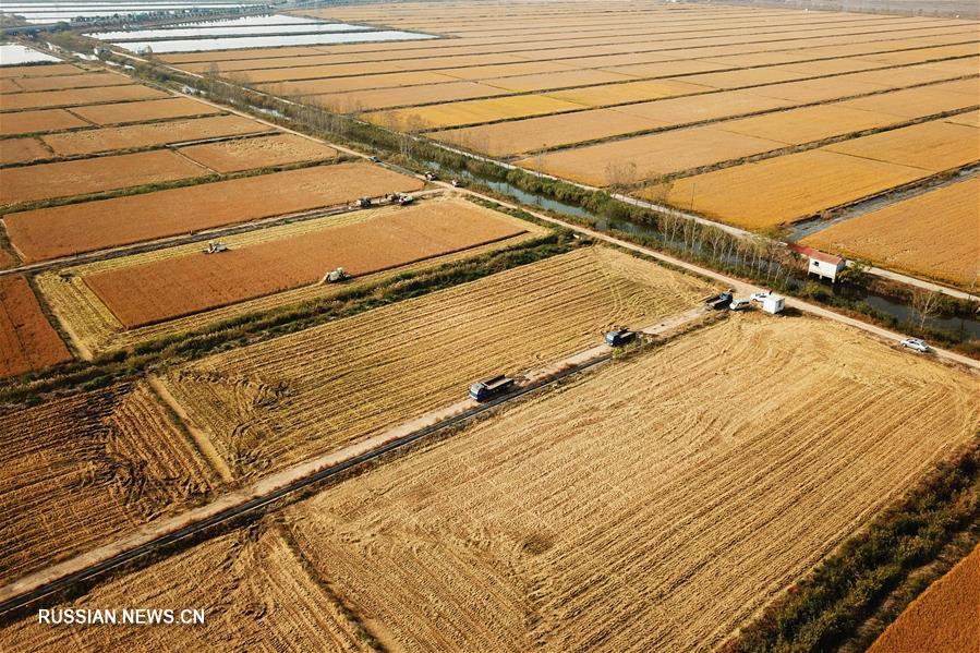 Сбор осеннего урожая в провинции Цзянсу