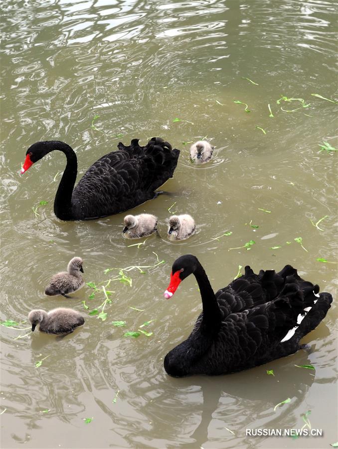 Семья черных лебедей в провинции Цзянсу