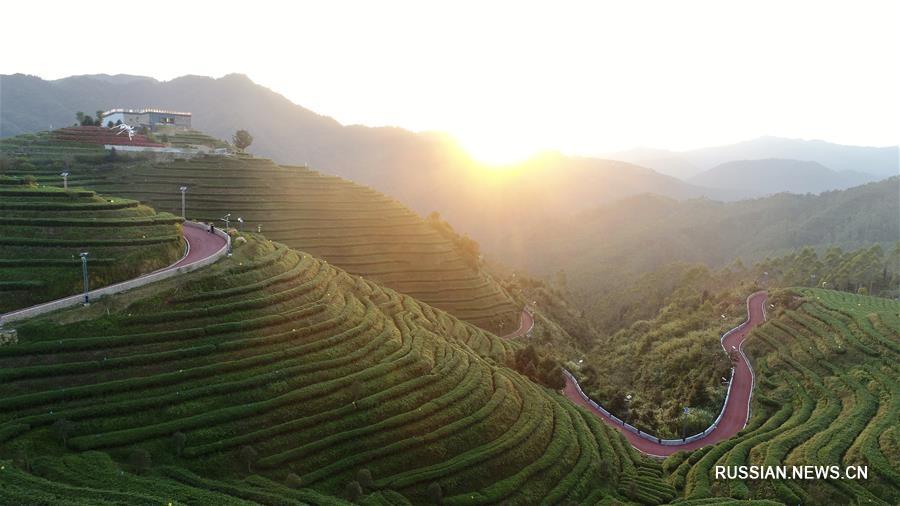 Сбор урожая осеннего чая в провинции Фуцзянь