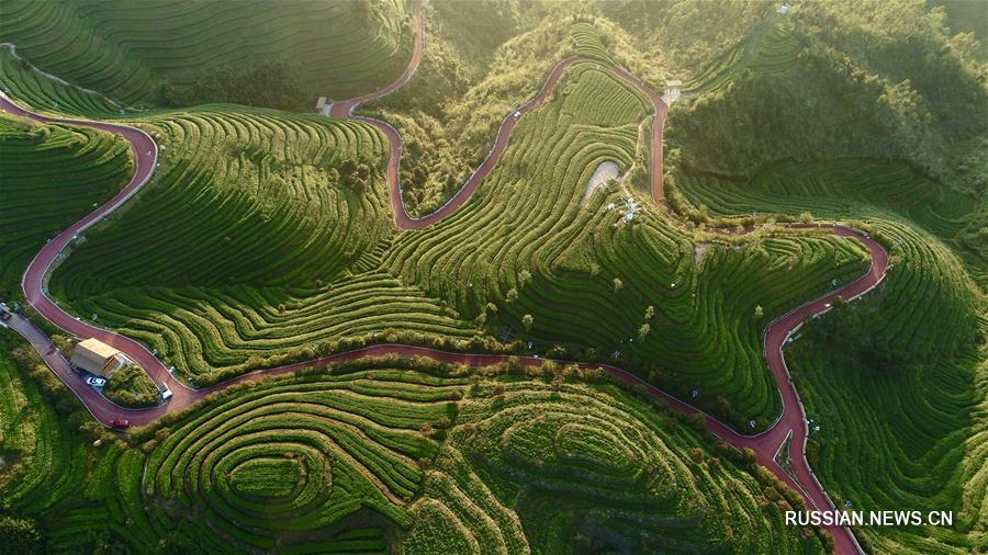Сбор урожая осеннего чая в провинции Фуцзянь