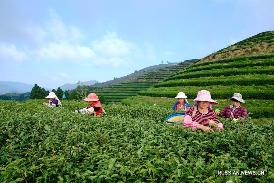 Сбор урожая осеннего чая в провинции Фуцзянь