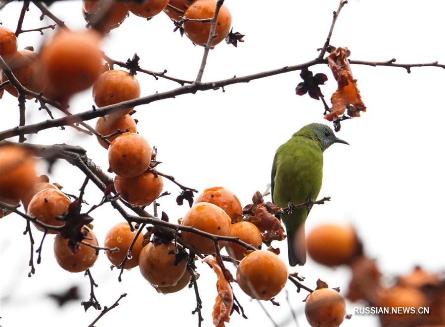 Птицы среди плодов хурмы в городе Гуйян