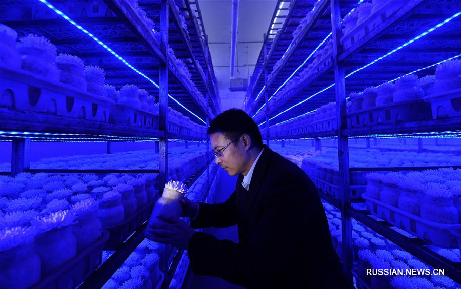 Новый вид грибов представили в Тяньцзине