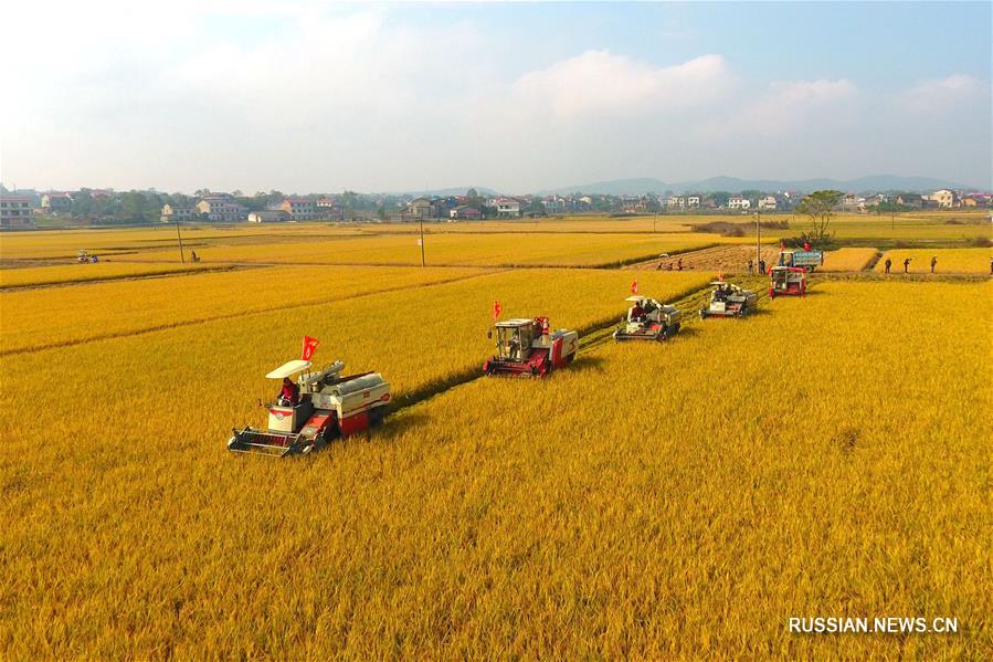 Сбор урожая позднего риса в уезде Шуанфэн провинции Хунань