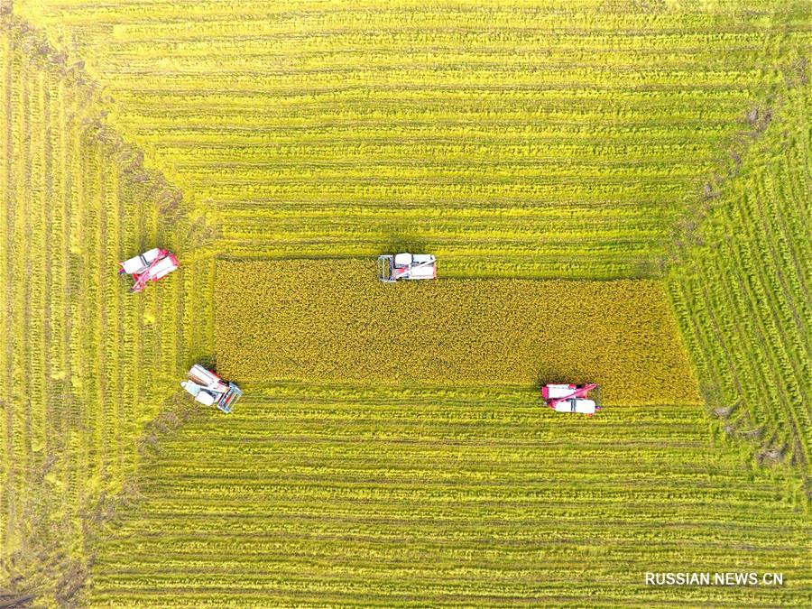 Сбор урожая позднего риса в уезде Шуанфэн провинции Хунань