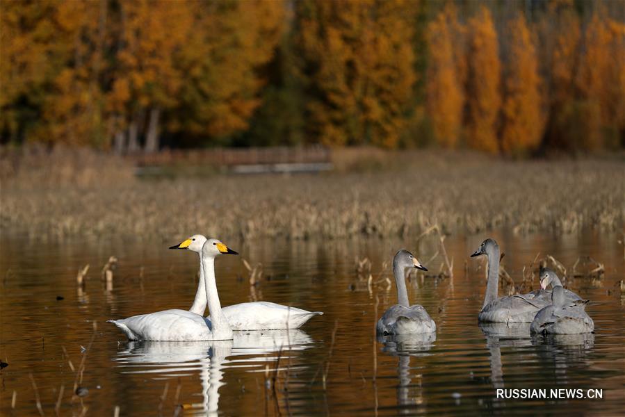 Лебеди из Сибири на севере Китая