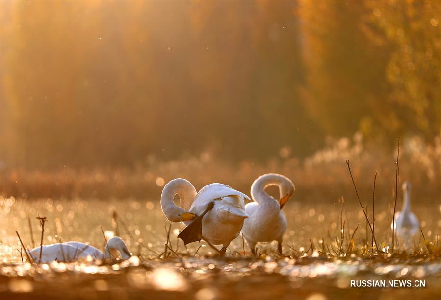 Лебеди из Сибири на севере Китая