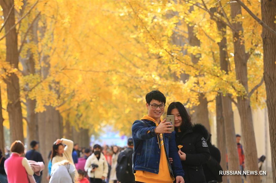 Золотые листья гинкго билоба в Пекине 