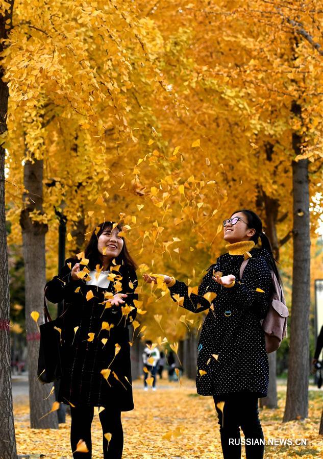 Золотые листья гинкго билоба в Пекине 
