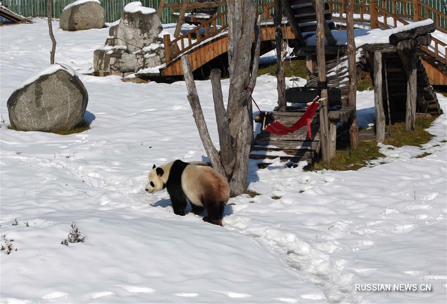Игры больших панд в снегу на северо-востоке Китая