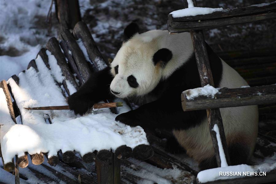 Игры больших панд в снегу на северо-востоке Китая
