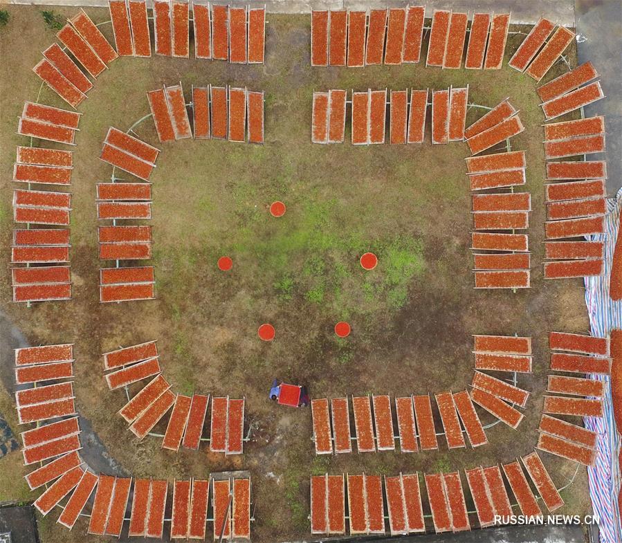 Сбор урожая плодов гардении жасминовидной в провинции Фуцзянь