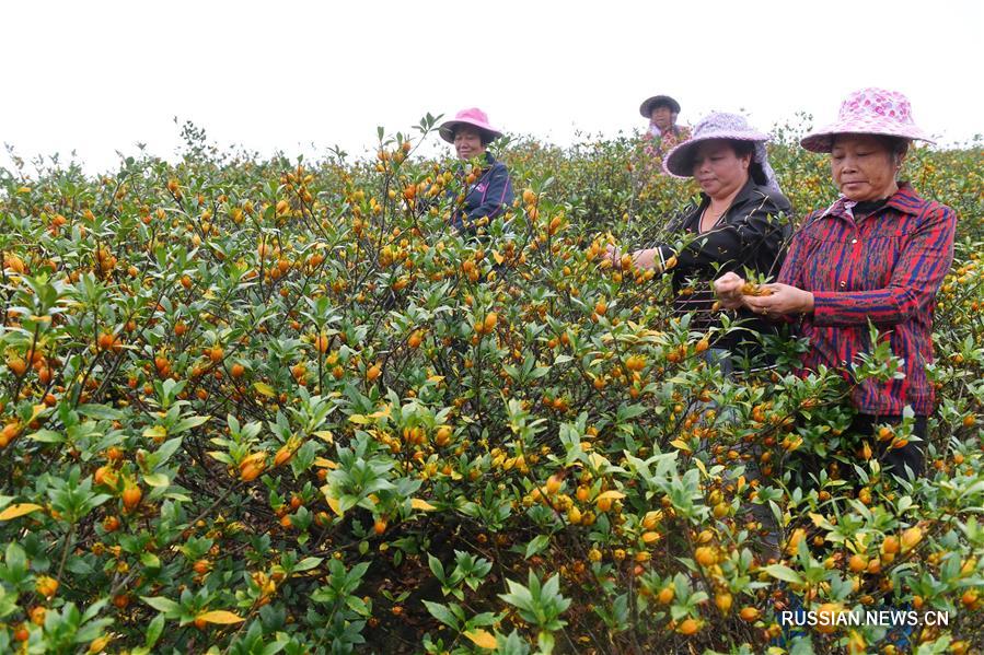 Сбор урожая плодов гардении жасминовидной в провинции Фуцзянь