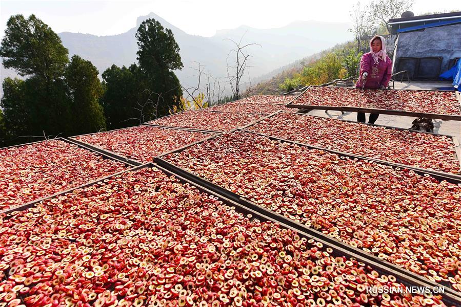 Урожай боярышника собрали в деревне Цзинтан провинции Шаньдун
