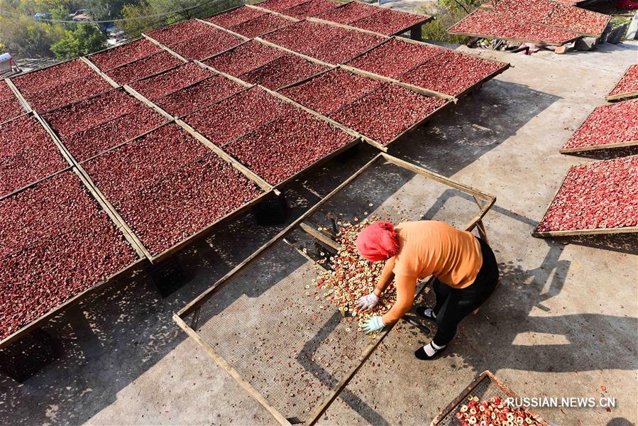 Урожай боярышника собрали в деревне Цзинтан провинции Шаньдун
