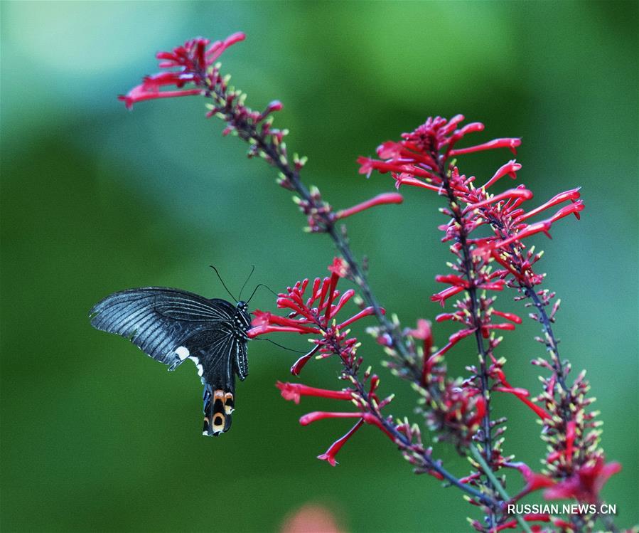 Бабочки в провинции Фуцзянь