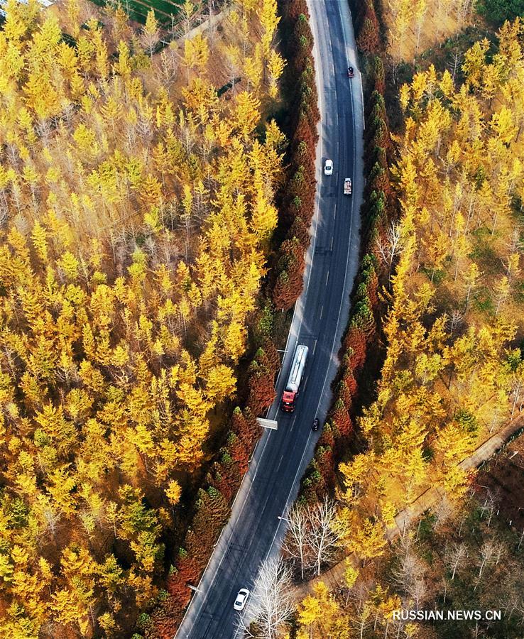 Золотые листья гинкго билоба в провинции Шаньдун на востоке Китая