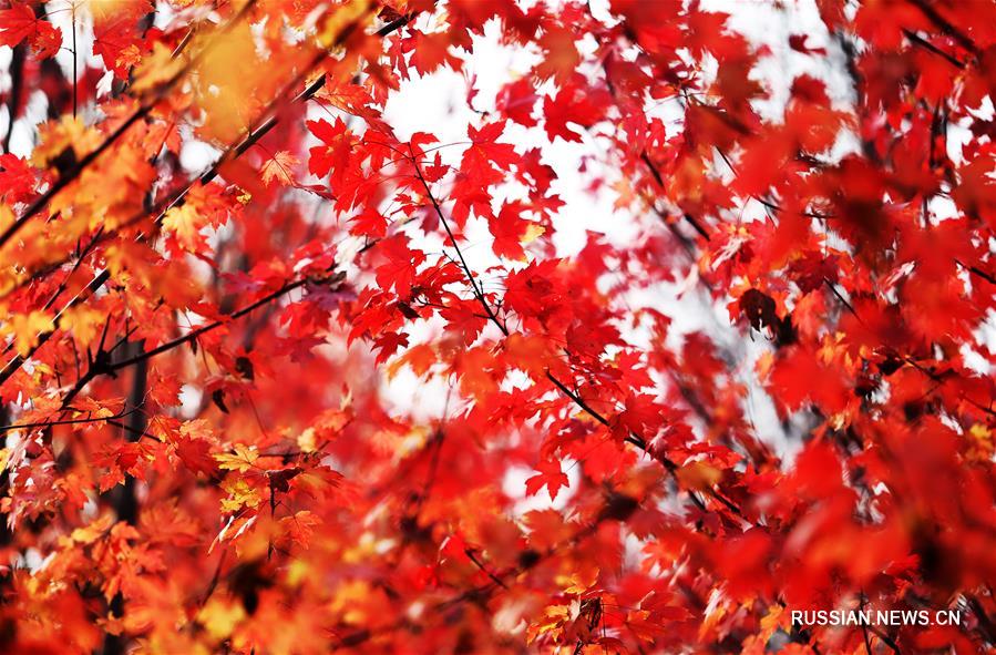 Осень в кленовом лесу уезда Таньчэн провинции Шаньдун