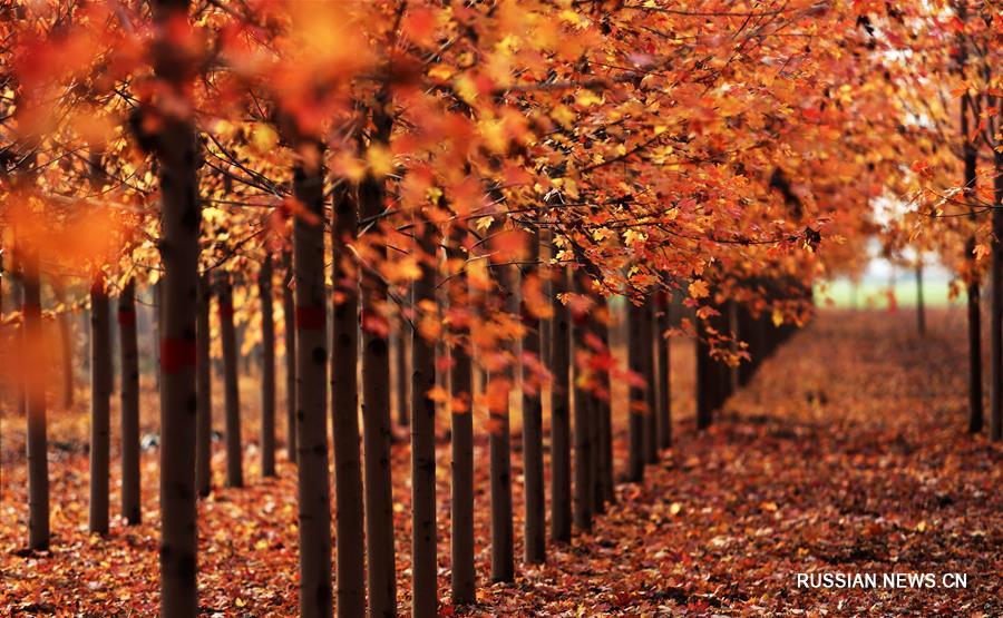 Осень в кленовом лесу уезда Таньчэн провинции Шаньдун