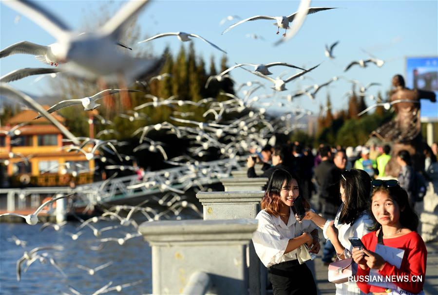 Красноногие чайки прибывают на зимовку в город Куньмин