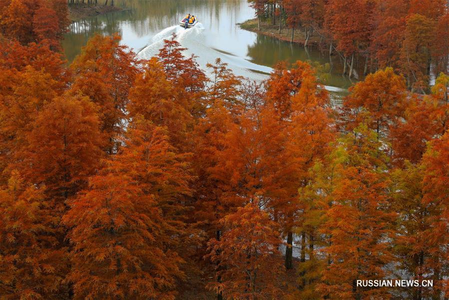 Осенние пейзажи в лесах уезда Сюйи провинции Цзянсу