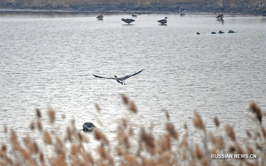 Перелетные птицы прибывают в водно-болотные угодья на озере Волун
