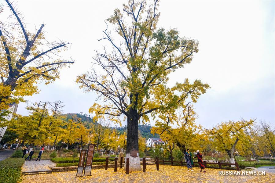 Пейзажи с деревьями гинкго в уезде Чансин провинции Чжэцзян