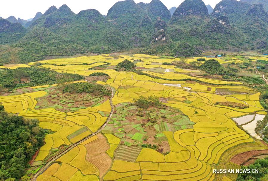 Рисовые поля в уезде Жунъань Гуанси-Чжуанского АР