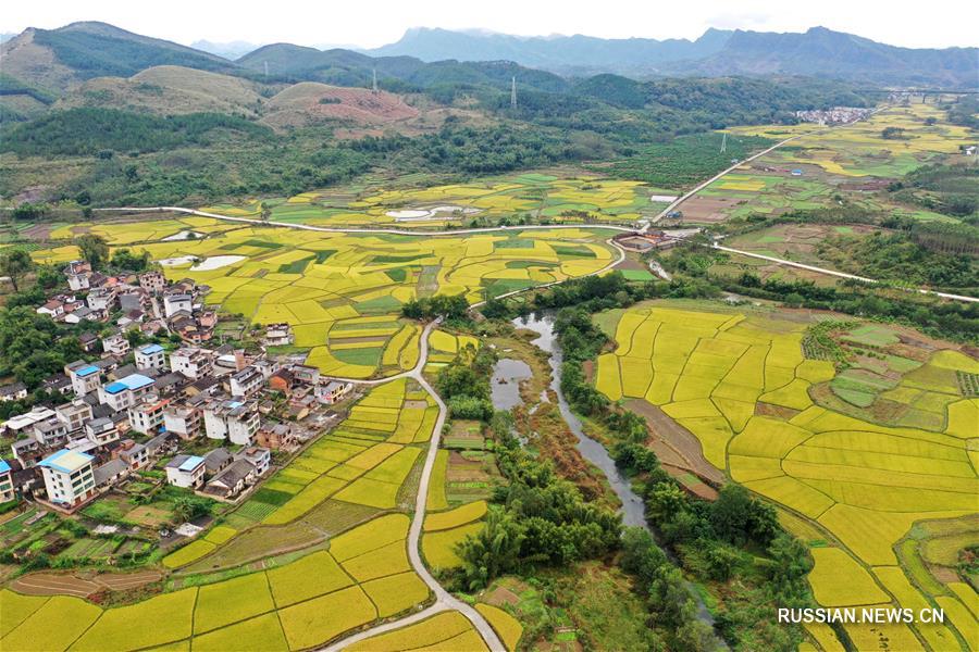 Рисовые поля в уезде Жунъань Гуанси-Чжуанского АР