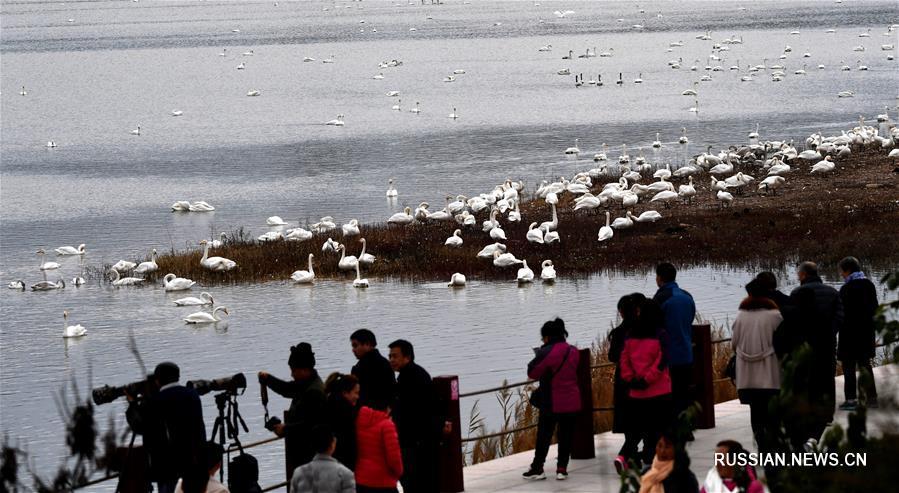 "Лебединое озеро" в Центральном Китае
