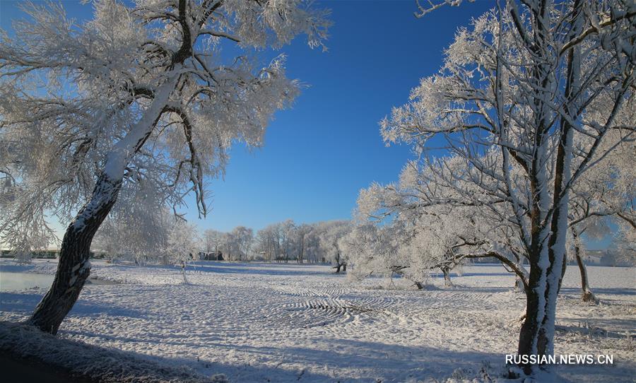 В Беларуси выпал первый снег
