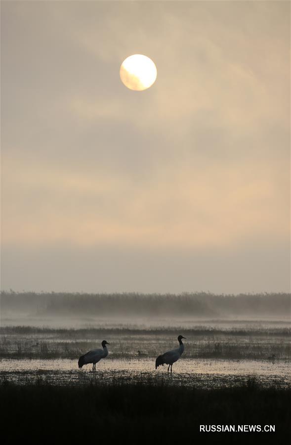Перелетные птицы прибывают на зимовку в природный парк Цаохай
