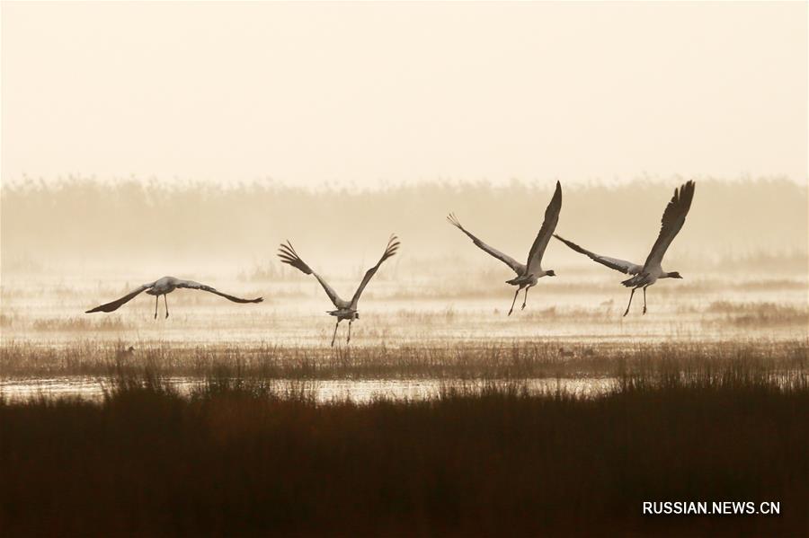Перелетные птицы прибывают на зимовку в природный парк Цаохай