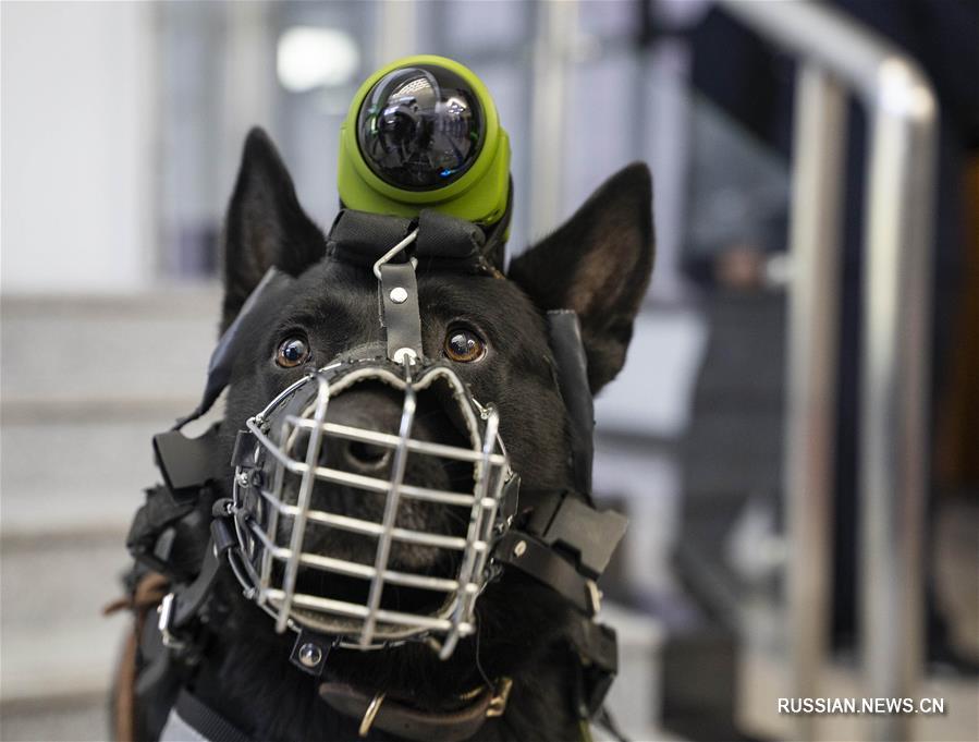 Соревнования среди полицейских собак со всех концов Китая в Пекине