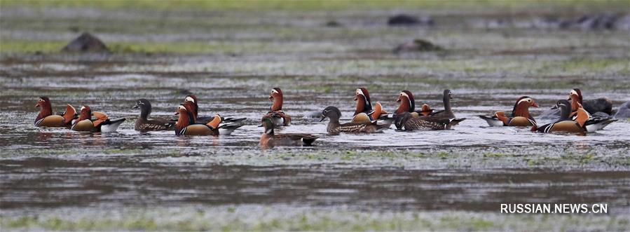 Дикие утки-мандаринки из провинции Аньхой