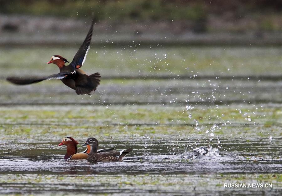 Дикие утки-мандаринки из провинции Аньхой